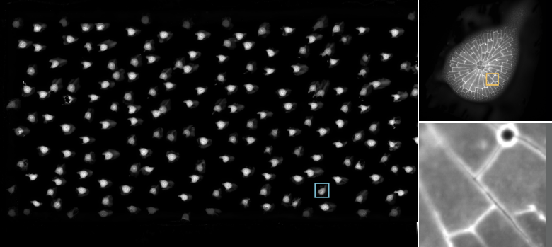 2 Gigapixel image formed in 10 seconds through TDI scanning & stitching