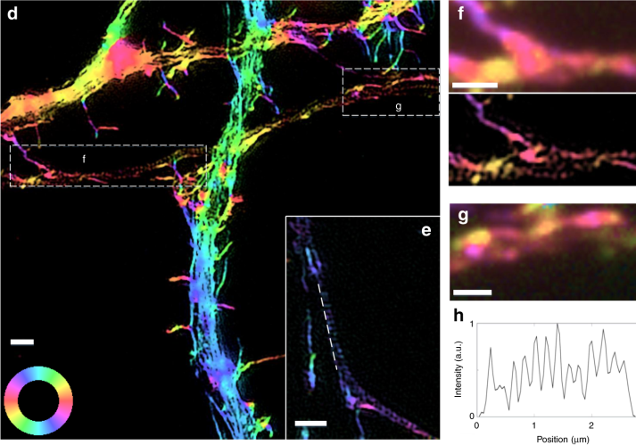 pSIM imaging – Super-resolution imaging of fluorescent dipoles via polarized structured illumination microscopy.