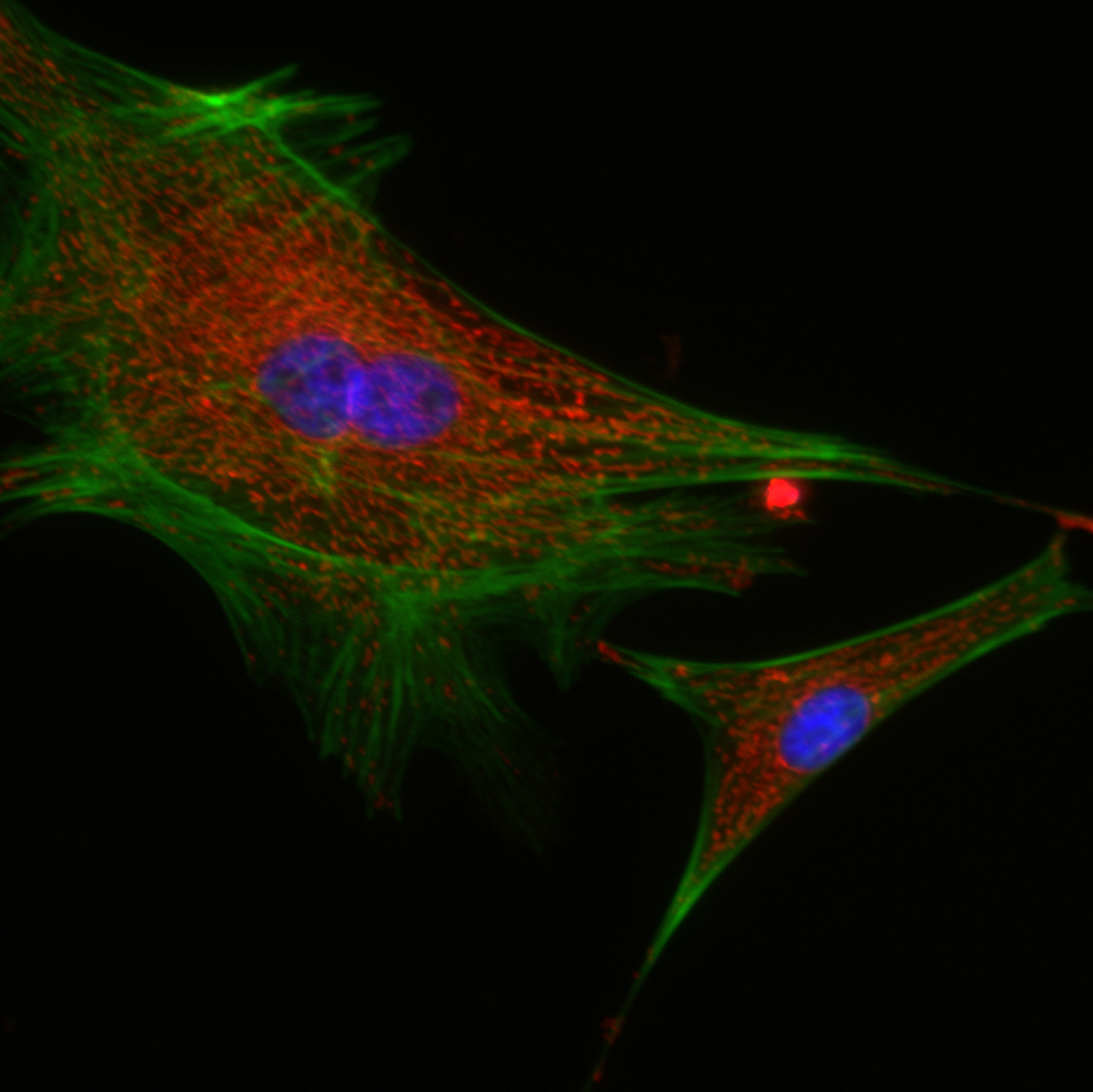 Confocal imaging