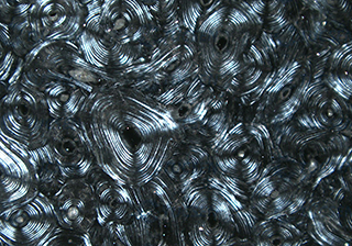 Skeletal Tissue Section Polarized Imaging