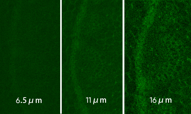 16 μm Large Pixels