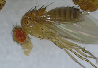 Melanogaster Stereo Microscopic Image