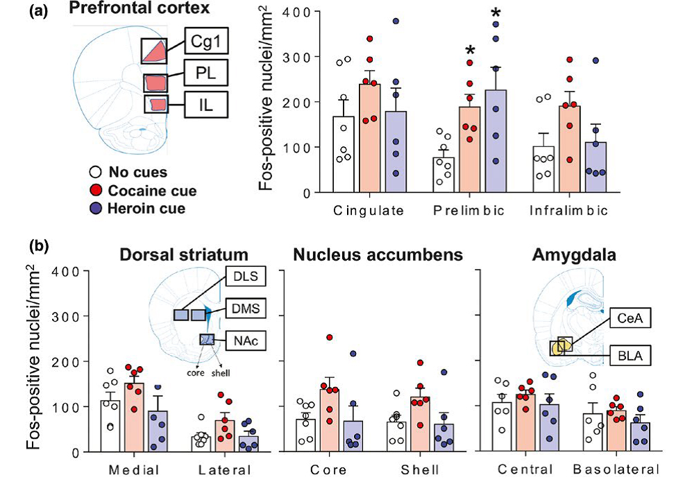 Brain Imaging – Prelimbic cortex is a common brain area activated during cue-induced reinstatement of cocaine and heroin seeking in a polydrug self-administration rat model