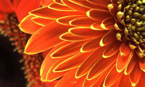 Perfect Color Reproduction