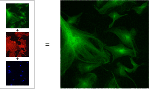 Multichannel Imaging/ Merge