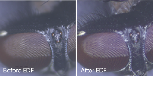 Live EDF for Clear Observation
