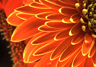 Flower Stereo Microscopic Image