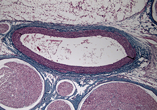 Tissue Biology Microscopic Image