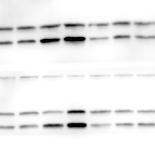 Chemiluminiscence