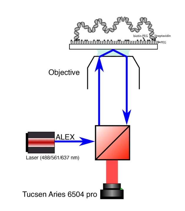 he system incorporates 488 nm, 532 nm and 640 nm excitation wavelengths, creating a demanding imaging environment in which efficient photon detection and rapid acquisition are essential for resolving molecular events occurring on millisecond timescales.