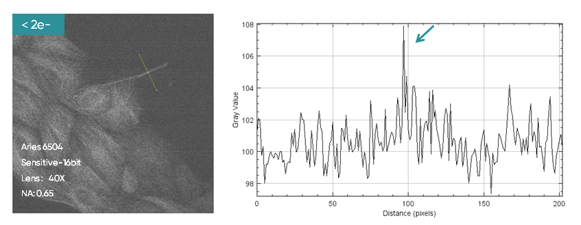 Figure 2. Measured images in Sensitive -12bit mode.