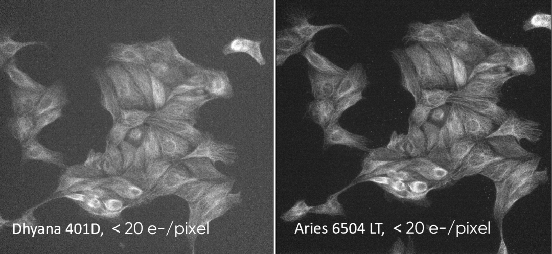 Low-light imaging comparison between the Aries 6504 LT and the Dhyana 401D