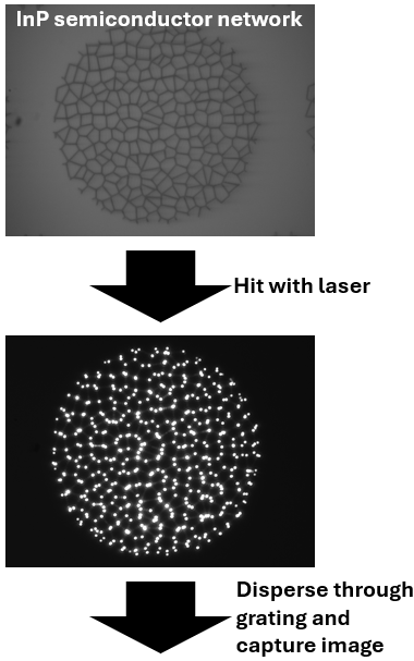 Spatially patterned illumination from a digital micromirror device (DMD) is projected onto the network.