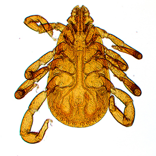 Biological Microscopy-Brown Dog tick