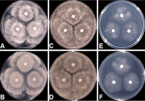 High-Temperature-Tolerant Fungus and Oomycetes in Korea, Including Saksenaea longicolla sp. nov.
