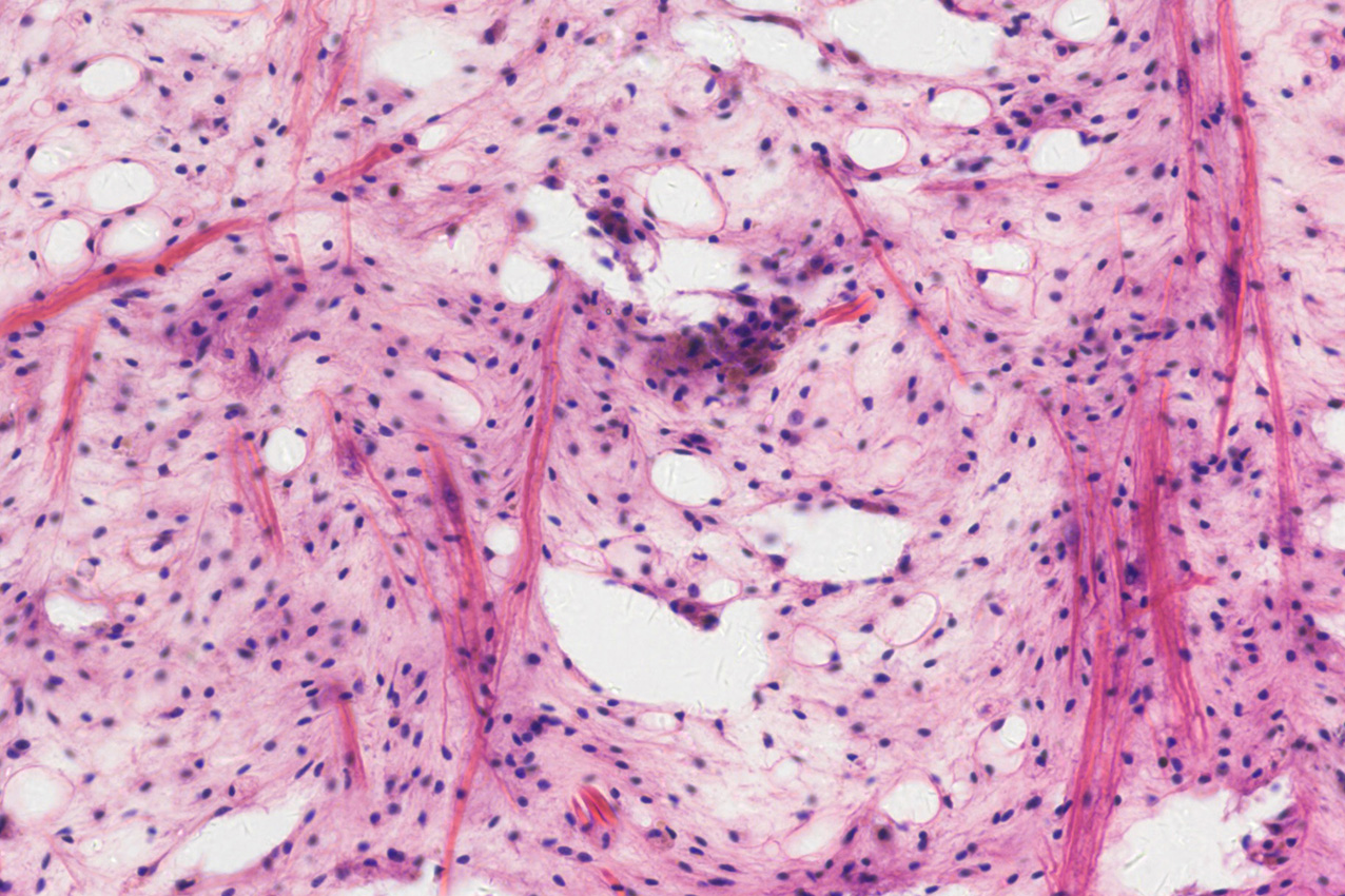 brightfield microscopy imaging