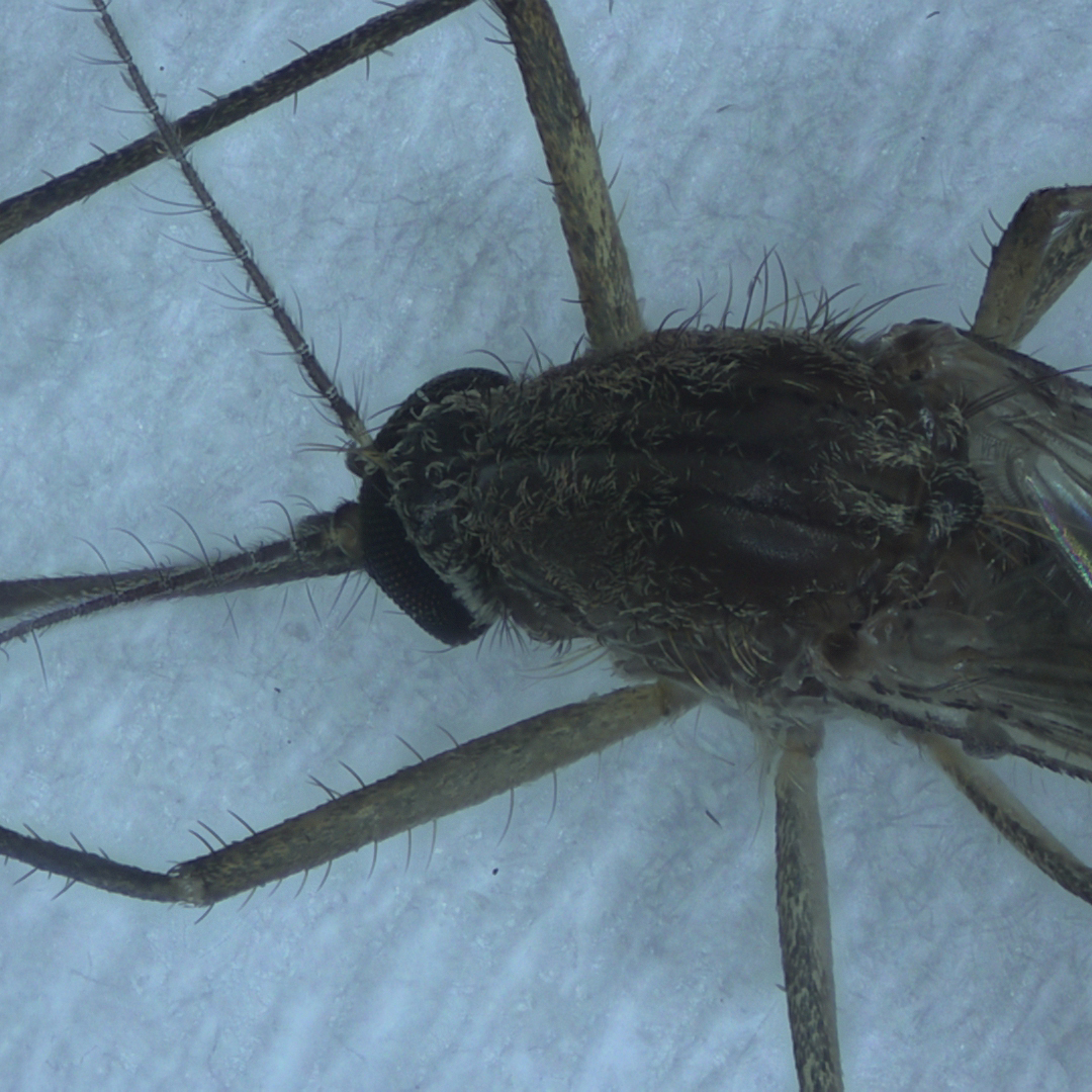 Mosquito Flagella EDF Observation - Stereo 3X