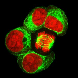 Zell markéiert mat fluoreszenten Faarfstoffer