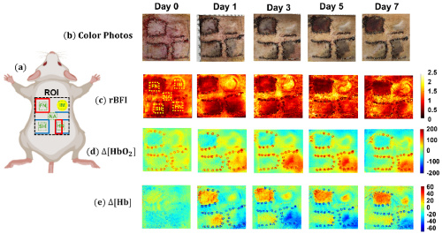 Reconstructed 2D maps of blood flow and oxygenation for a representative rat
