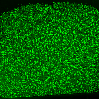 High Throughput