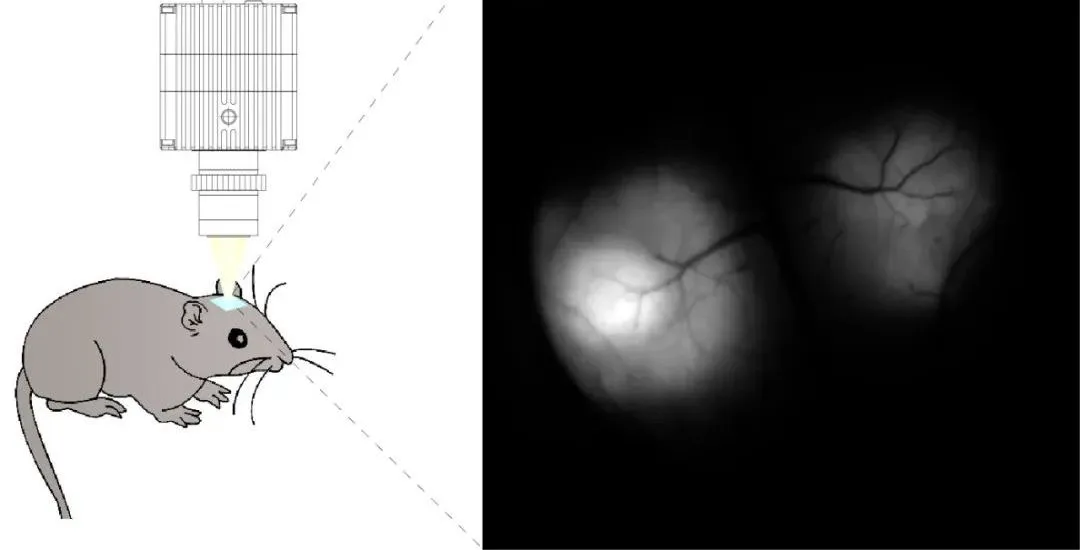 in-vivo neuroscience imaging  for reference only