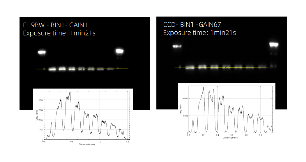 Cooled CMOS vs Cooled CCD Camera for Chemiluminescence Imaging