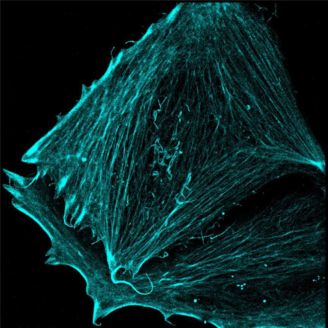 Super-Resolution Microscopy