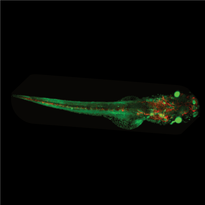 Light-Sheet Microscopy